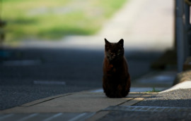 Sample Photo